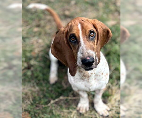 Medium Photo #1 Bagle Hound Puppy For Sale in Deepwater, NJ, USA