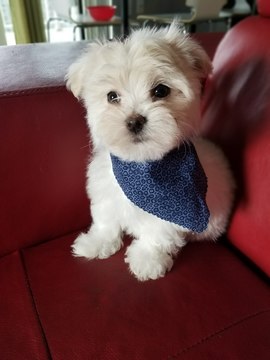 Medium Photo #1 Maltese Puppy For Sale in LORTON, VA, USA