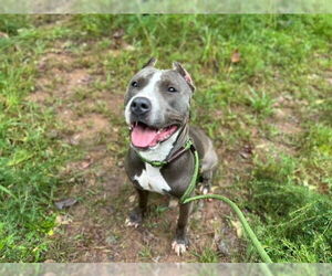 American Pit Bull Terrier Dogs for adoption in Charlotte, NC, USA