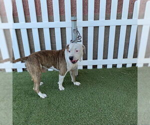 American Pit Bull Terrier Dogs for adoption in Modesto, CA, USA