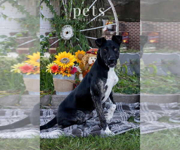 Medium Photo #5 Mutt Puppy For Sale in Foristell, MO, USA