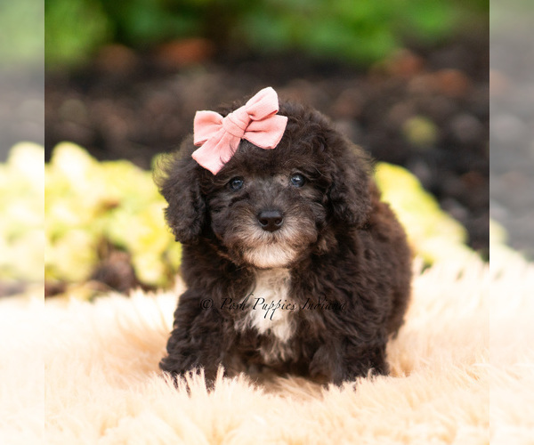 Medium Photo #57 Maltipoo (Miniature) Puppy For Sale in WARSAW, IN, USA
