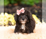 Small Photo #57 Maltipoo (Miniature) Puppy For Sale in WARSAW, IN, USA