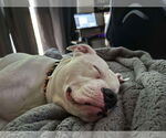 Small #5 Bullypit