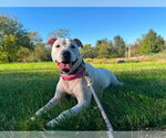 Daisy - Female American Staffordshire Terrier-Unknown Mix Dog for Adoption - Small photo