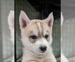 Small Photo #2 Siberian Husky Puppy For Sale in OSCODA, MI, USA