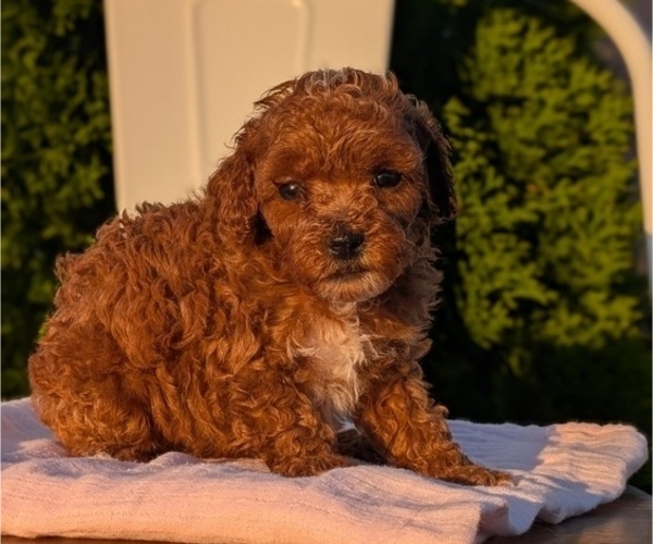 Medium Photo #38 Poodle (Miniature) Puppy For Sale in GOSHEN, IN, USA
