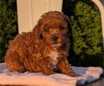 Small Photo #38 Poodle (Miniature) Puppy For Sale in GOSHEN, IN, USA