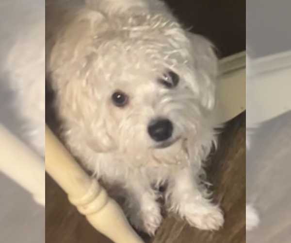 Medium Photo #3 Maltese-Unknown Mix Puppy For Sale in San Bernardino, CA, USA