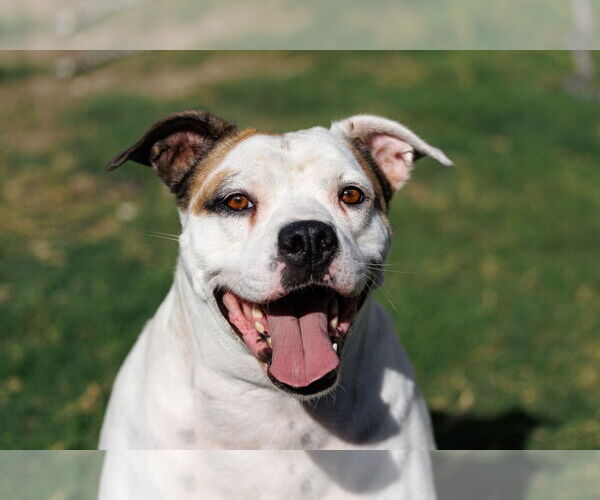 Medium Photo #13 Bullboxer Pit Puppy For Sale in McKinney, TX, USA