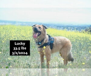 Mutt Dogs for adoption in West Hollywood, CA, USA