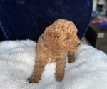 Small #13 Goldendoodle (Miniature)