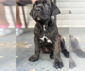 Medium Cane Corso