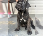 Puppy 5 Cane Corso