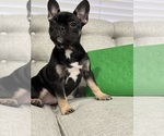 Small Photo #4 French Bulldog Puppy For Sale in CHICAGO, IL, USA