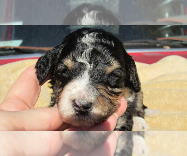 Medium Photo #3 Bernedoodle Puppy For Sale in BIG ROCK, IL, USA