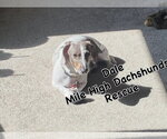 Small #3 Dachshund