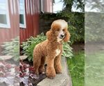 Small Photo #1 Poodle (Miniature) Puppy For Sale in LITITZ, PA, USA