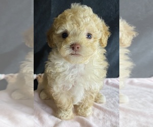 Poodle (Toy) Puppy for sale in CLINTON, NC, USA