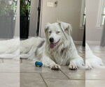 Small #10 Australian Shepherd