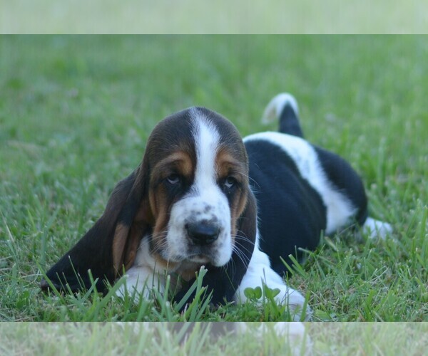 Medium Photo #3 Basset Hound Puppy For Sale in ORRVILLE, OH, USA