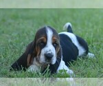 Small Photo #22 Basset Hound Puppy For Sale in ORRVILLE, OH, USA