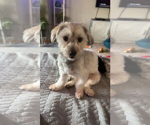 Havanese Dogs for adoption in St. Louis Park, MN, USA