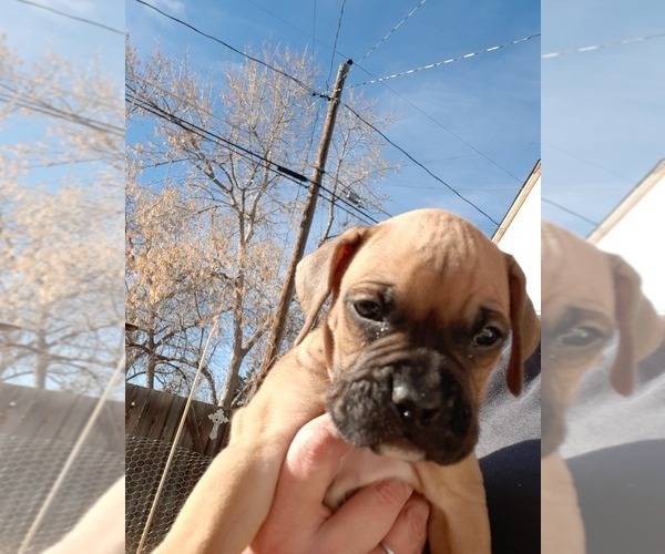 Medium Photo #3 Boxer Puppy For Sale in GOLDEN, CO, USA