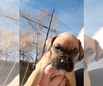 Small Photo #3 Boxer Puppy For Sale in GOLDEN, CO, USA