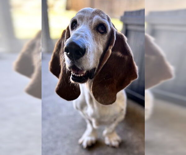 Medium Photo #4 Basset Hound Puppy For Sale in Deepwater, NJ, USA