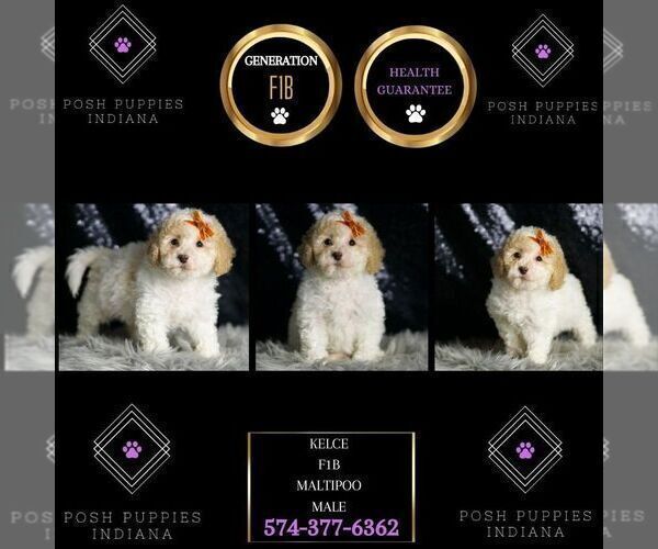 Medium Photo #6 Maltipoo (Miniature) Puppy For Sale in WARSAW, IN, USA
