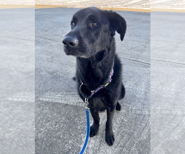 Medium Photo #3 German Shepherd Dog-Unknown Mix Puppy For Sale in Evansville, IN, USA