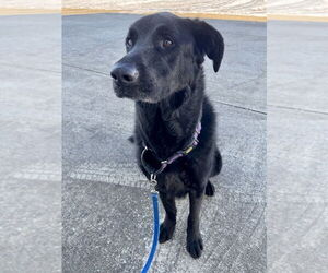 Roxie - Female German Shepherd Dog-Unknown Mix Dog for Adoption - Photo #3