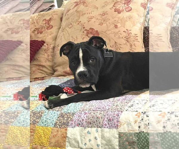 Medium Photo #5 Mutt Puppy For Sale in Spotsylvania, VA, USA