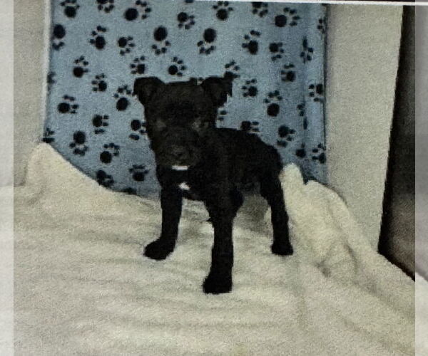 Medium Photo #2 Boston Huahua Puppy For Sale in Sanford, FL, USA