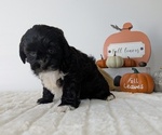 Small #10 ShihPoo
