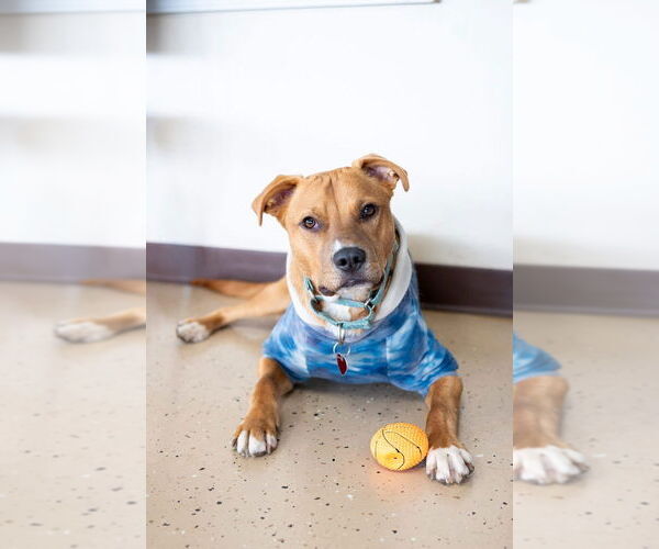 Medium Photo #2 Mutt Puppy For Sale in Mundelein, IL, USA