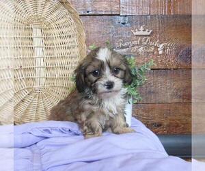 ShihPoo Puppy for sale in LE MARS, IA, USA