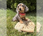 Image preview for Ad Listing. Nickname: Sophie