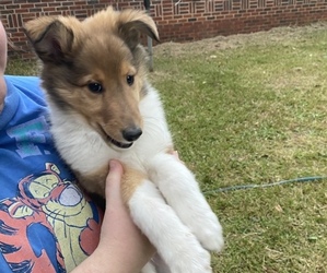 Collie Puppy for sale in WATKINSVILLE, GA, USA