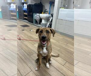 Unknown-Whippet Mix Dogs for adoption in Rowlett, TX, USA