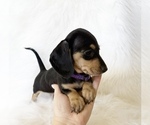 Small #5 Dachshund