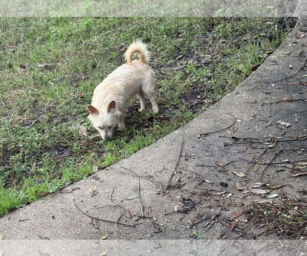 Medium Photo #3 Mutt Puppy For Sale in Oakhurst, NJ, USA