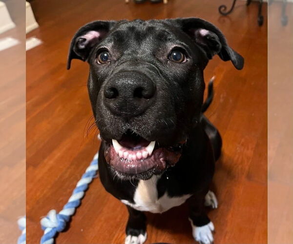 Medium Photo #4 American Staffordshire Terrier-Labrador Retriever Mix Puppy For Sale in Chester, VA, USA