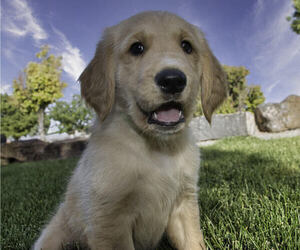 Golden Retriever Puppy for sale in ALBUQUERQUE, NM, USA