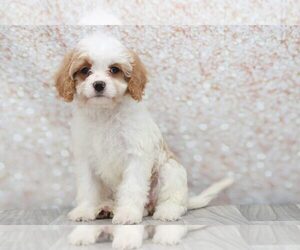 Cavapoo Puppy for sale in MARIETTA, GA, USA