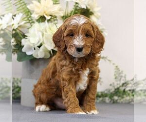 Cavapoo Puppy for Sale in EAST EARL, Pennsylvania USA