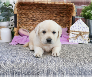 Labrador Retriever Puppy for sale in SYRACUSE, IN, USA