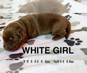 Medium Labrador Retriever
