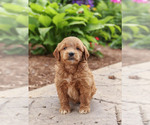 Puppy 2 Goldendoodle